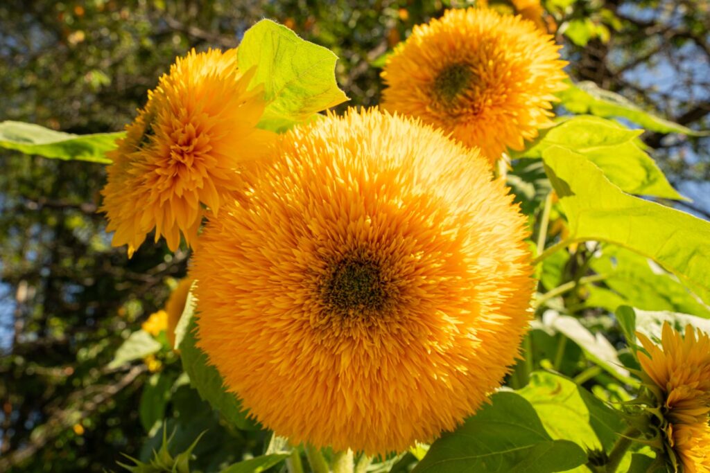 BSB-Herbstwanderung 2025, Stauden-Sonnenblume - Helianthus decapetalus